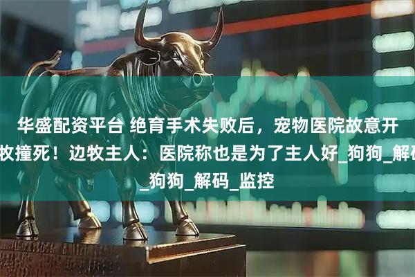 华盛配资平台 绝育手术失败后，宠物医院故意开车将边牧撞死！边牧主人：医院称也是为了主人好_狗狗_解码_监控