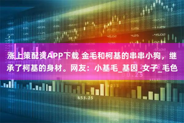 涨上策配资APP下载 金毛和柯基的串串小狗，继承了柯基的身材。网友：小基毛_基因_女子_毛色